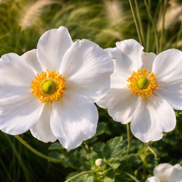 Az anemone hybrida azaz a fehér szellőrózsa természetes fénybe