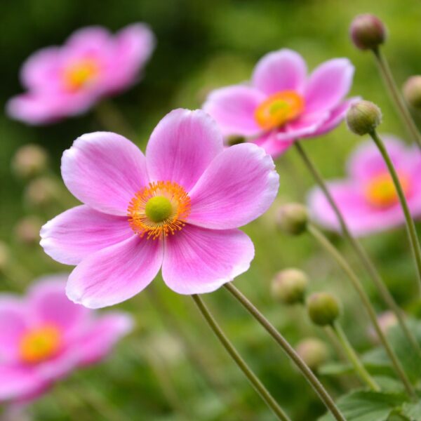 Virágzó növények, melyek folyamatosan díszítenek.