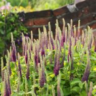 Teucrium hyrcanicum CS9 - Gamandor