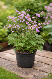 A szárnyastermésű borkóró virágai, cserépben.