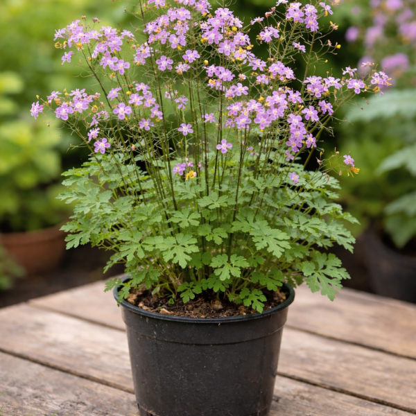 A szárnyastermésű borkóró virágai, cserépben.