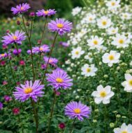 Aster dumosus Wood's Purple - Törpe őszirózsa - Image 2