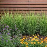 A törpe zebrasás sorba ültetve, kerítés mellé.