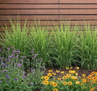 A törpe zebrasás sorba ültetve, kerítés mellé.