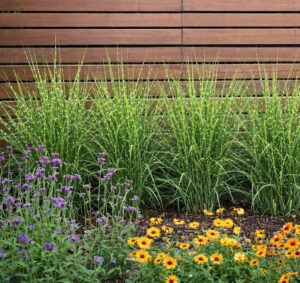 A törpe zebrasás sorba ültetve, kerítés mellé.