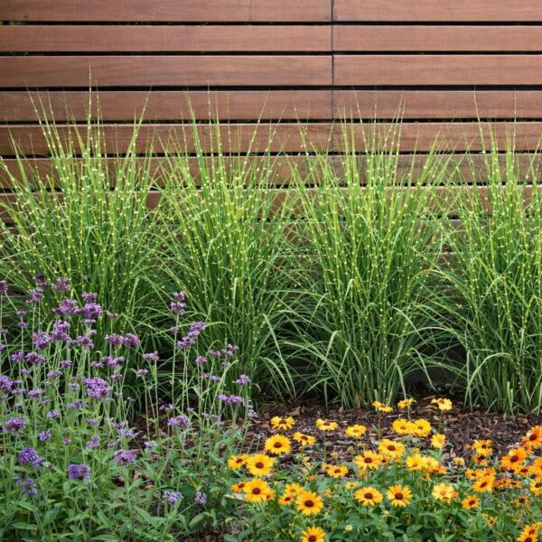 A törpe zebrasás sorba ültetve, kerítés mellé.