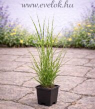 A Miscanthus sinensis Little Zebra CS9 cserépbe ültetve.
