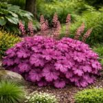 A heuchera micrantha azaz vörös levelű tűzeső virágzása látható a képen