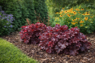 Vörös levelű tűzeső virágágyásban, mulccsal takarva.