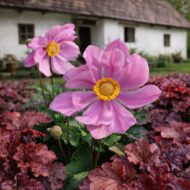 Az Anemone hybrida Serenade azaz Szellőrózsa tökéletes választás .