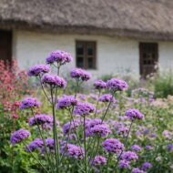 Méh- és beporzóbarát alacsony ernyős verbéna (Verbena bonariensis) virágágyásban, régi parasztház előtt