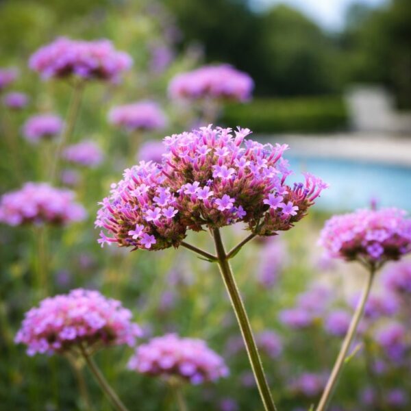 Alacsony ernyős verbéna (Verbena bonariensis) légies lila virágai nyári kertben