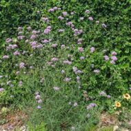Verbena bonariensis CS9 - Ernyős verbéna - Image 3
