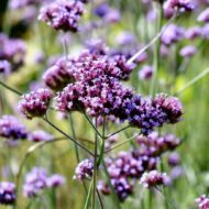 Verbena bonariensis CS9 - Ernyős verbéna - Image 5