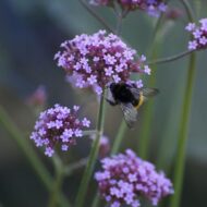 Verbena bonariensis Lollipop CS14 - Alacsony ernyős verbéna - Image 4