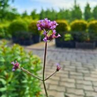 Verbena bonariensis Lollipop CS14 - Alacsony ernyős verbéna - Image 3