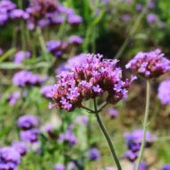 Verbena bonariensis CS9 - Ernyős verbéna - Image 6