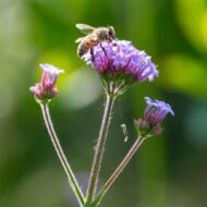 Verbena bonariensis CS9 - Ernyős verbéna - Image 7