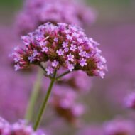 Verbena bonariensis CS9 - Ernyős verbéna - Image 8