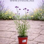 Az alacsony verbéna cs14 cserépben.