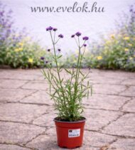 Az alacsony verbéna cs14 cserépben.