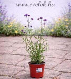 Az alacsony verbéna cs14 cserépben.