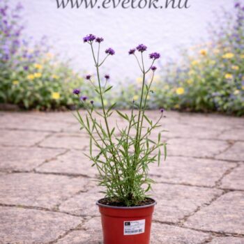 Az alacsony verbéna cs14 cserépben.