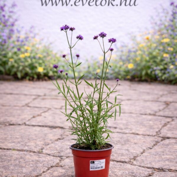 Az alacsony verbéna cs14 cserépben.