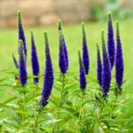 Kék macskafarkú veronika teljes virágzásban.