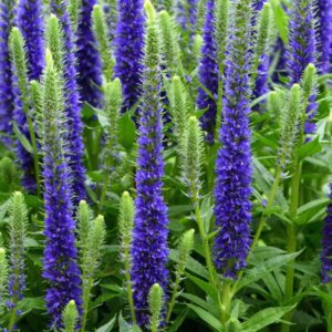 Kék macskafarkú veronika tömeges nyílása.