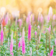 Veronica spicata First Love - Macskafarkú veronika - Image 2