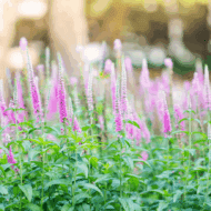 Veronica spicata First Love - Macskafarkú veronika - Image 4