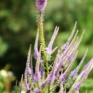 Veronicastrum virginicum Lavendelturm - Halványlila veronika - Image 4