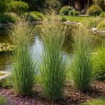 A Panicum virgatum Heavy Metal vesszős köles vízparti beültetésben ábrázolva.