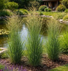 A Panicum virgatum Heavy Metal vesszős köles vízparti beültetésben ábrázolva.