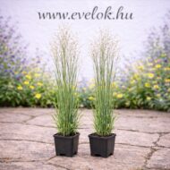 A Panicum virgatum Heavy Metal (vesszős köles) cs9 cserépben.