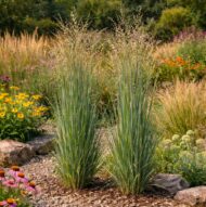 Panicum virgatum Heavy Metal CS15 - Vesszős köles - Image 3