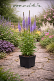 A Veronicastrum virginicum Fascination cserépben illusztrálva.