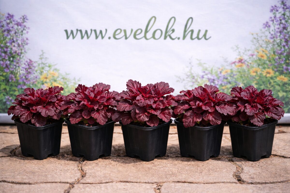 Öt darab vörös levelű tűzeső cs9 cserépben.