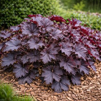 A vöröslevelű tűzeső virágágyásba ültetve, mulccsal takarva.