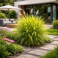 A miscanthus sinensis zebrinus azaz a csíkos zebrafű kifejlett bokros állapota