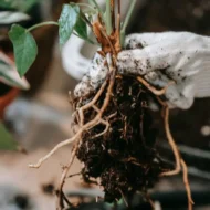 növeli a tápanyagok hasznosulását. Kattints és rendelj!