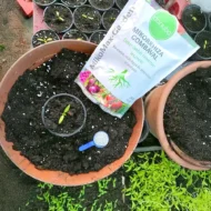 A frissen ültetett évelők begyökeresedését segíti a Mikomax mikorhizza gomba.