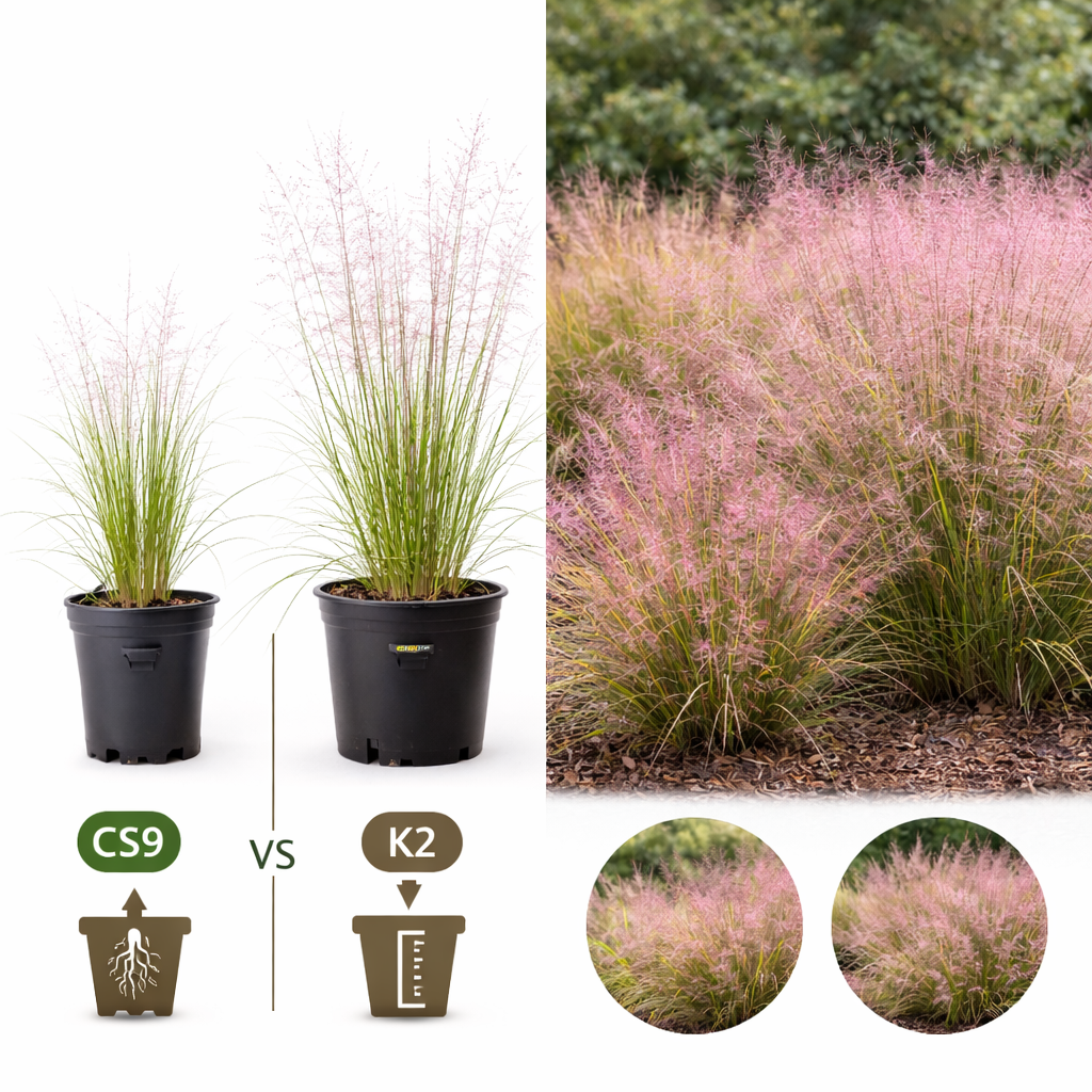 Miért nem a növény magassága a legfontosabb vásárláskor?