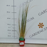 Stipa Pony Tails CS9 - Mexikói árvalányhaj - Image 4