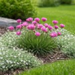 Armeria maritima – Tengerparti pázsitszegfű napos modern kertben, molyhos madárhúrral társítva.