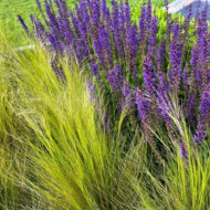 Stipa Pony Tails CS9 - Mexikói árvalányhaj - Image 10