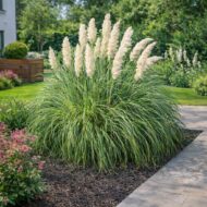 Cortaderia selloana ‘Pumila’ azaz a törpe fehér pampafű modern kertben.