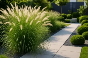 Díszfüvek modern kertbe - így lesz rendezett
