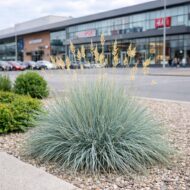 Festuca glauca – deres csenkesz modern városi környezetben, bevásárlóközpont előtt.